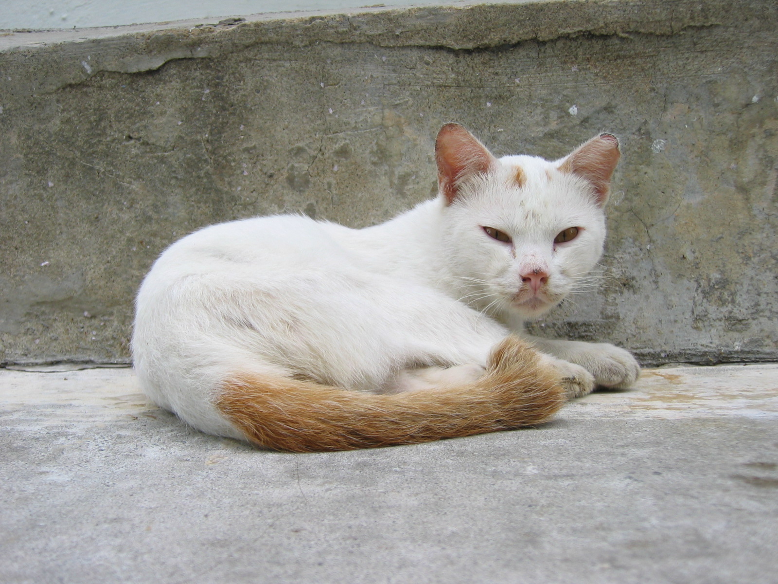 White_cat_sleeping_03.jpg