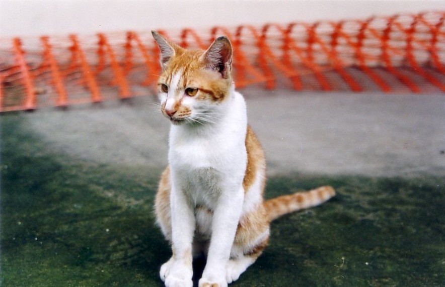 cat1.jpg