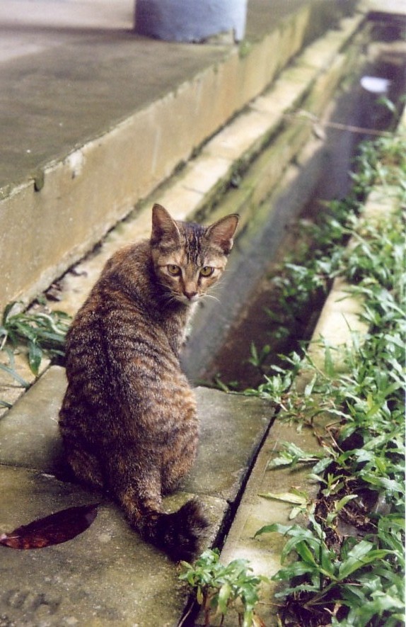 cat3.jpg