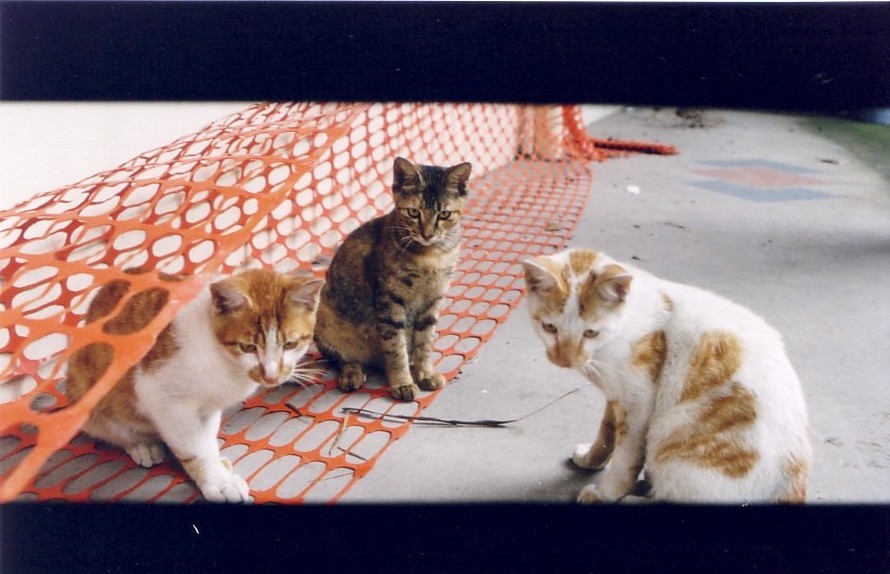 cat5.jpg