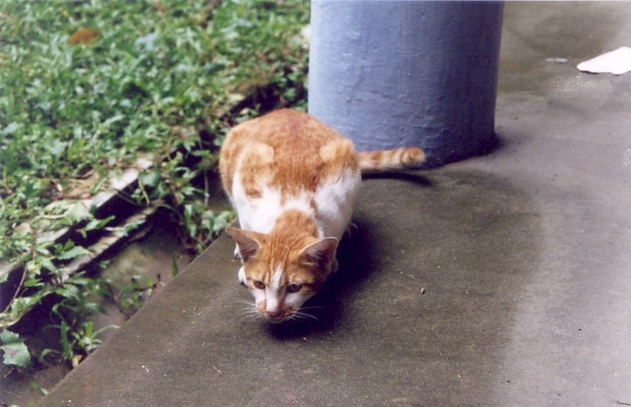 cat6.jpg